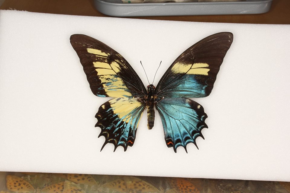 Papilio androgeus gynandromorph (Clive Pratt collection) (Internet Image property of respective owner, non-commercial use only)